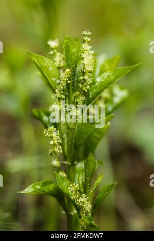 Dogs mercury (Mercurialis perennis) Stock Photo