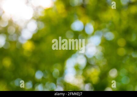 abstract blurred nature background, defocused lush green foliage against blue sky and golden sunlight Stock Photo