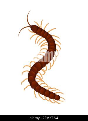 Top view illustration on centipede cartoon insect design vector illustration isolated on white background Stock Vector