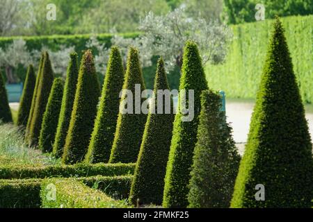 pyramid-shaped evergreen trees in the park of a historical residence ...