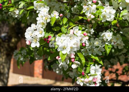 A close up of the white blossom of a crab apple tree (Malus sylvestris) in early spring on a sunny day Stock Photo