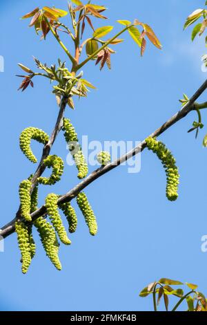 Juglans regia Catkins Common walnut Male Flowers Spring Flowering Juglans Leaves Branches Aments Blooming May English walnut Blooms Against blue sky Stock Photo