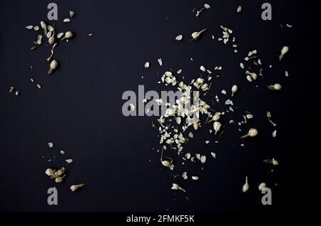 dried jasmine flowers on dark background, top view Stock Photo