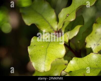 Red Matipo (Myrsine australis) shrub Stock Photo