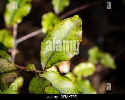 Red Matipo (Myrsine australis) shrub Stock Photo