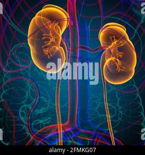 Human Urinary System Kidneys with Bladder Anatomy For Medical Concept 3D Illustration Stock Photo