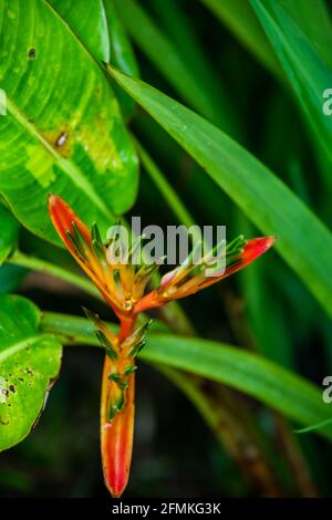 Easter Heliocona (Heliconia Wagneriana) showy, tropical flowers with beautiful, brilliant colorful flowering bracts Stock Photo