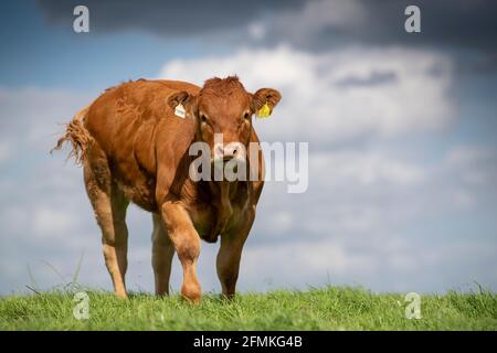 Herd of pedigree Limousin heifers in upland pasture, Lancashire, UK. Stock Photo