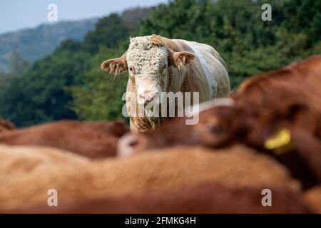 Simmental bull in field with Luing cattle to breed Sim-Luings a succesful hybrid. Cumbria, UK. Stock Photo