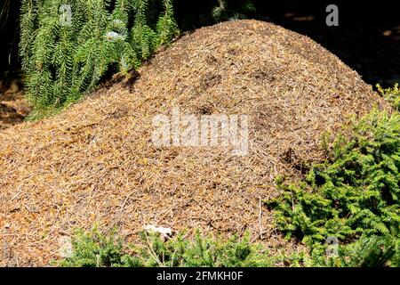 Wood Ant nest (Formica rufa) in a Czech forest anthill ants nest Stock Photo
