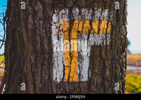 Painted white and yellow mark on the bark of a tree Stock Photo