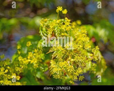 Flowering maple, acer, in spring, close-up Stock Photo