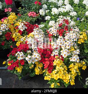 Blooming elven mirror, Sunsatia, in a close up Stock Photo