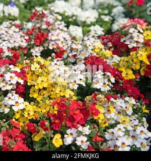 Blooming elven mirror, Sunsatia, in a close up Stock Photo