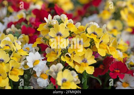 Blooming elven mirror, Sunsatia, in a close up Stock Photo