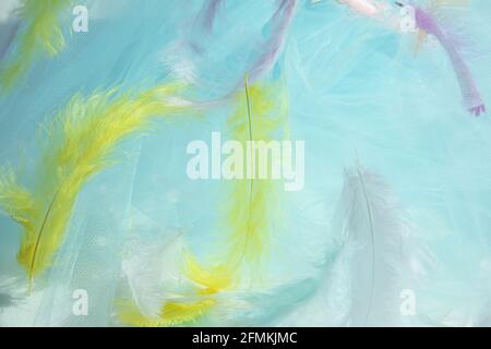 Delicate blue background from grid with multi-colored feathers, close-up Stock Photo