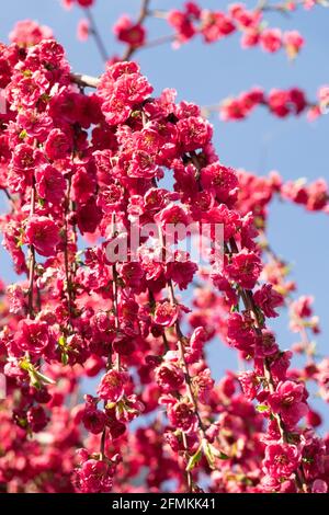 Red peach Melred Weeping Prunus persica blossom garden Stock Photo