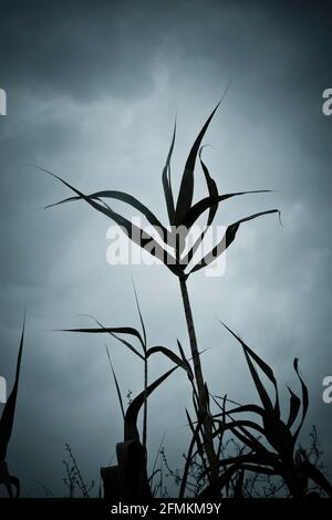 Reed silhouette against stormy sky. Stock Photo