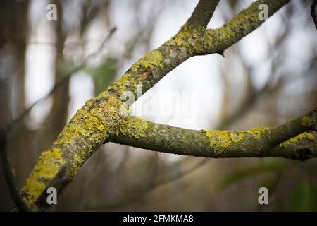 Lichens on the branch of a tree. Stock Photo