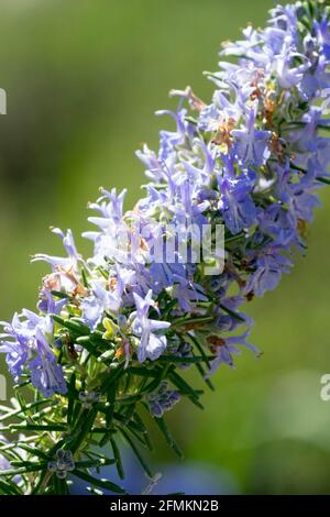 Rosmarinus officinalis Riviera Rosemary blue spike Stock Photo
