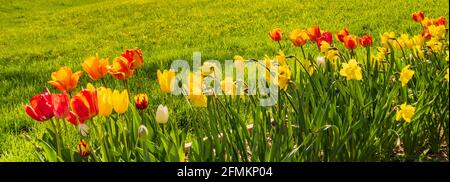 banner of spring tulips and daffodils blooming against green grass Stock Photo