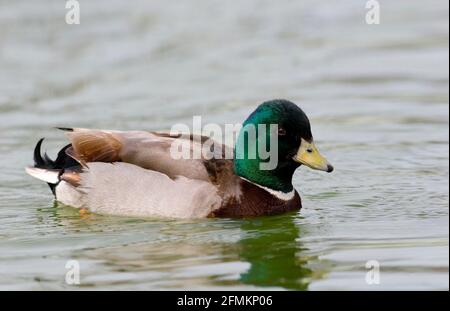 A Male Mallard, Anas platyrhynchos, a domesticated subject called a Call Duck Stock Photo