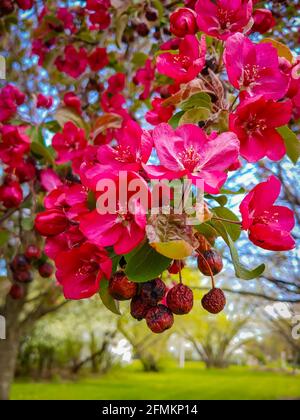 two seasons: new blossoms from this spring and dried crab apples from last season Stock Photo