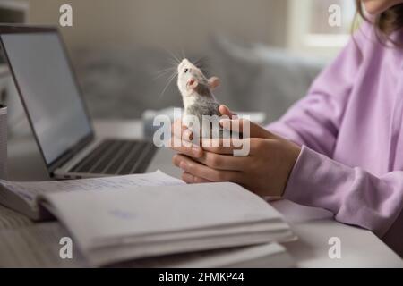 Close up young teenage girl holding grey domesticated rat in hands. Stock Photo