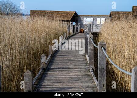 A board walk through tall grass in a marshy wetland. Picture from Lund, southern Sweden Stock Photo