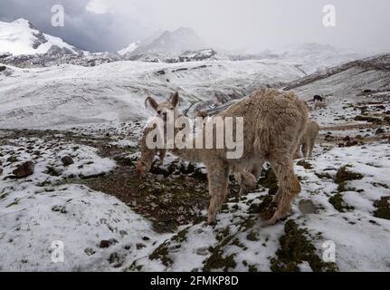 Llama lama glama in winter wonderland snowy mountain landscape at Vinicunca Rainbow Mountain Cusco Peru Andes South America Stock Photo