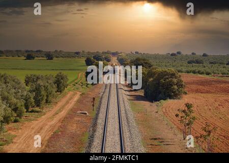 View of a train with headlight coming towards us between holm oaks in the countryside on a dramatic sunset