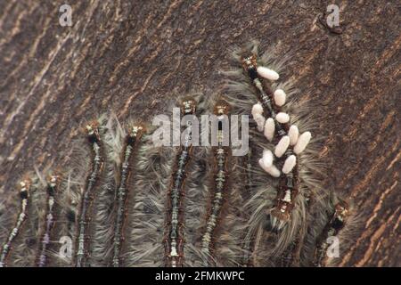 Cape Lappet Moth caterpillar parasited by braconid wasps 5381 Stock Photo