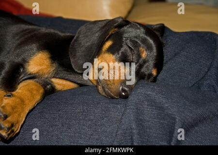 Sleeping Dachshund puppy 8961 Stock Photo