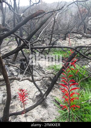 A scarlet Outeniqua snake flowers, Tritoniopsis Caffra, blooming after a bushfire, surrounded by twisted burned out branches in the Garden Route Nation Stock Photo