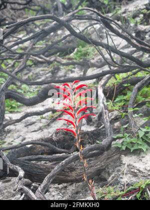 A scarlet Outeniqua snake flowers, blooming after a bushfire, surrounded by twisted burned out branches along the Garden Route coastline Stock Photo