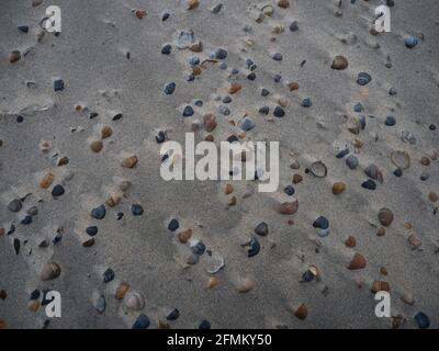 Closeup view of a collection of different coloured sea shells mussels on sand beach Noorderhoofd Westkapelle Veere Zeeland Netherlands North Sea Europ Stock Photo