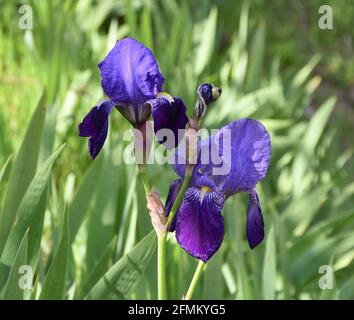 Flowers of Common Lily Iris germanica. Located on the mountainside in Munilla, La Rioja, Spain. Stock Photo