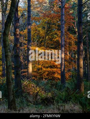 Colourful Autumn leaves of a beech tree framed by Scots pines in the wood lit by low sunlight, Binning Wood, East Lothian, Scotland,  UK Stock Photo