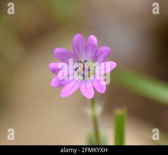 Macro detail of Geranium of the roads (Geranium molle). Pink purple flowers with jagged petals. Located in Munilla, La Rioja, Spain. Stock Photo