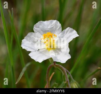 Macro detail of Helianthemum appenninum plant flower in full bloom. Photographed in old farm fields in Munilla, La Rioja, Spain. Stock Photo