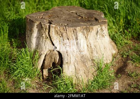 Massive old tree stump among green grass on a spring day. Stock Photo