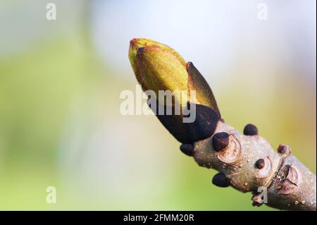 Ash tree (Fraxinus exelsior) buds in spring. Selective focus and very shallow depth of field. Stock Photo