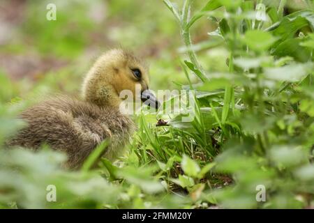 Close-up of a fluffy Greylag Goose gosling (Anser anser) grazing. Stock Photo