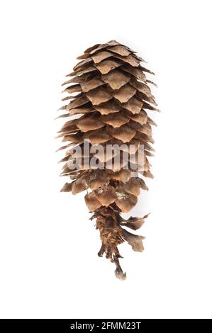 Spruce (Picea abies) cone isolated on white background. Stock Photo