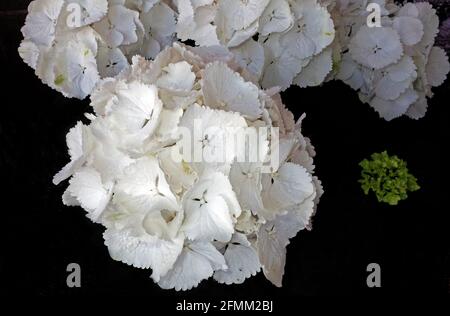 White hydrangea hortensia close-up Stock Photo