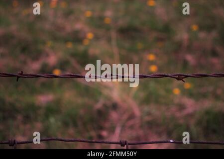 Close up of rusted barbed wire fence Stock Photo