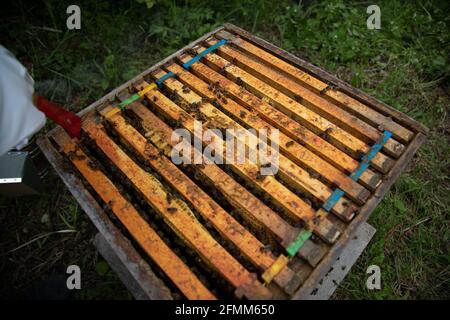 A beekeeper inspecting brood frames in a British National Standard hive Stock Photo