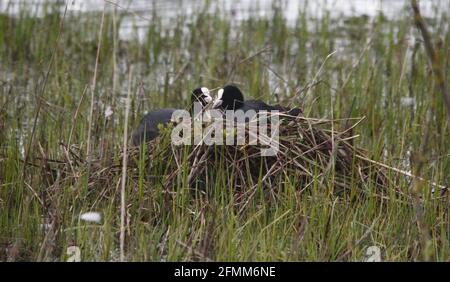 Wildlife photography at Marshside RSPB Stock Photo