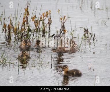 Wildlife photography at Marshside RSPB Stock Photo