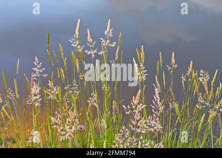 Summer grasses with seed heads beside a pond with the sky reflected in the water in the background. Stock Photo